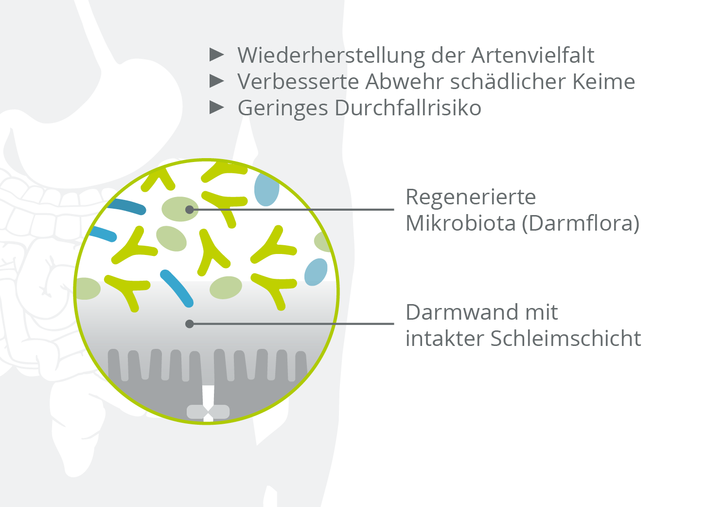 Wiederherstellung der Artenvielfalt im Darm
