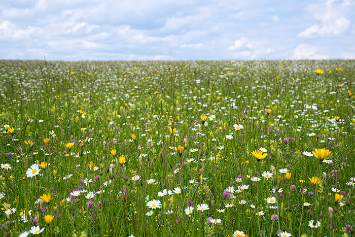 Bl&uuml;hende Blumenwiese