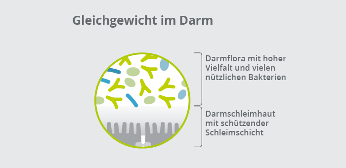 Darmflora und Darmschleimhaut im Gleichgewicht 