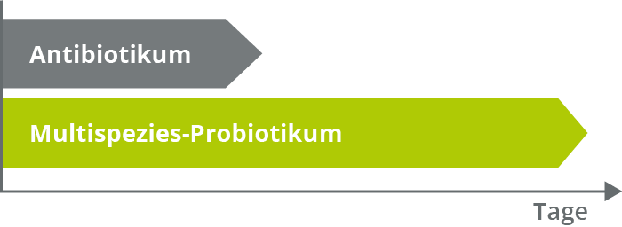 Parallel zum Antibiotikum