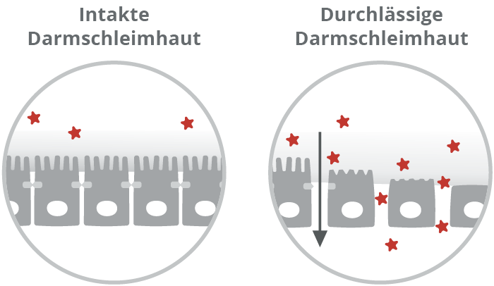 Durchl&auml;ssiger Darm (Leaky Gut): Krankheitserreger und Schadstoffe k&ouml;nnen in den K&ouml;rper eindringen. 