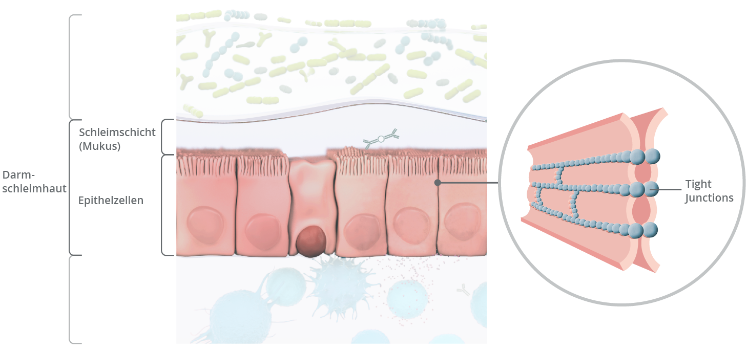 Die Darmschleimhaut besteht aus einer einreihigen Schicht aus Epithelzellen, die mit Schleim (=Mukus) bedeckt ist.