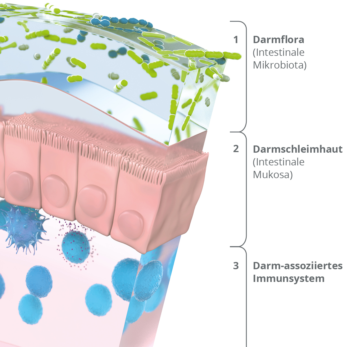 Darmflora, Darmschleimhaut, Darm-assoziiertes Immunsystem sind die 3 Schutzebenen des Darms