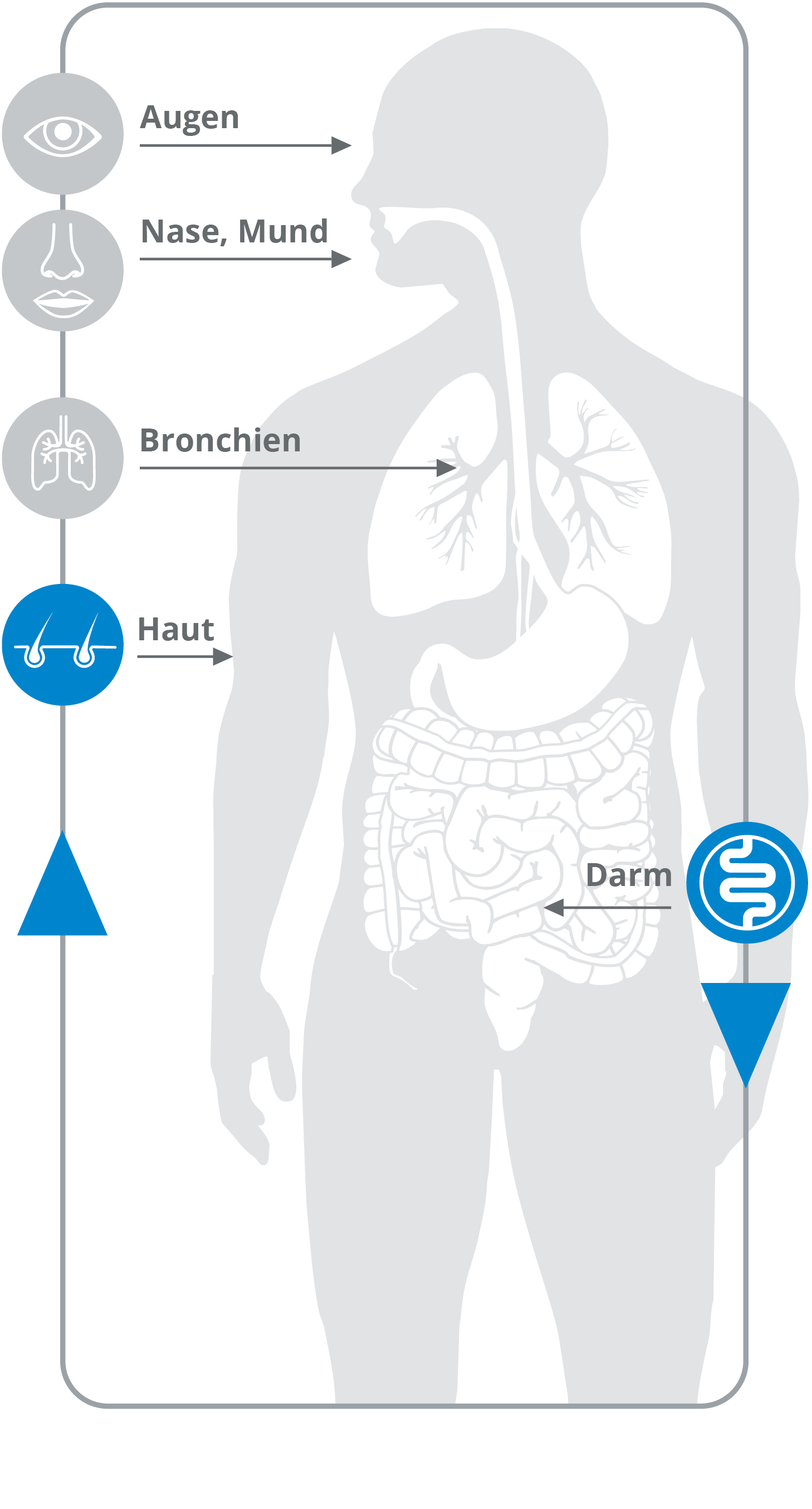 Darm und Haut sind eng vernetzt