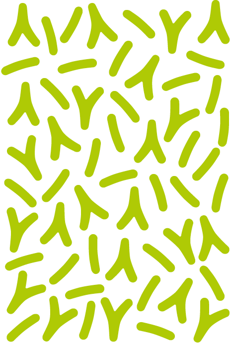 Laktobazillen und Bifidobakterien