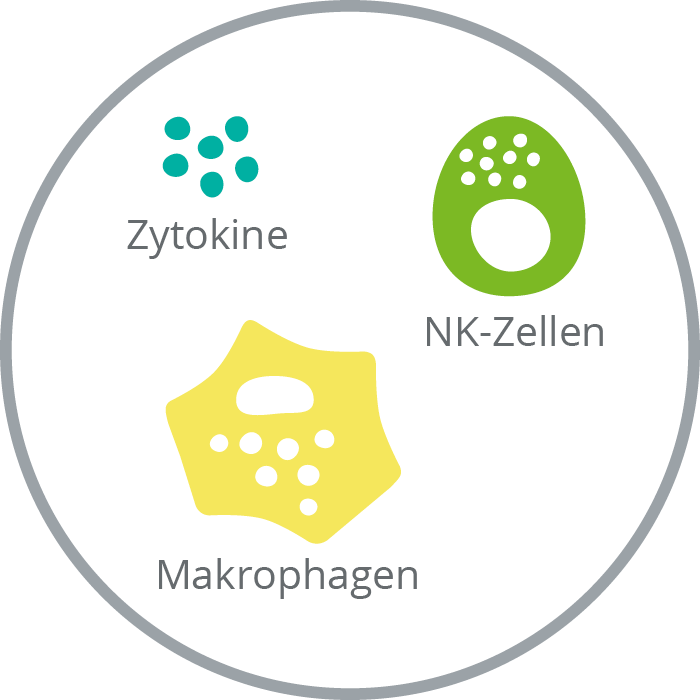 Immunzellen des angeborenen Immunsystems