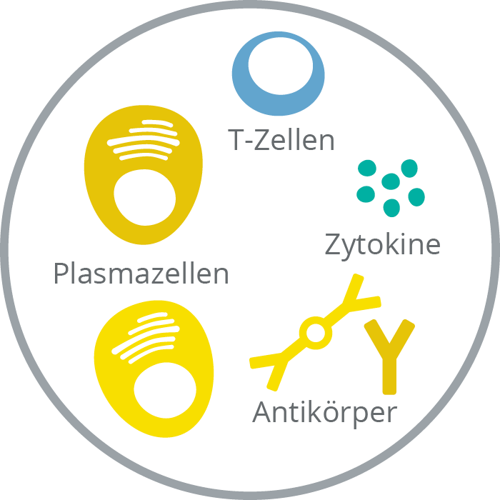 Immunzellen des erworbenen Immunsystems