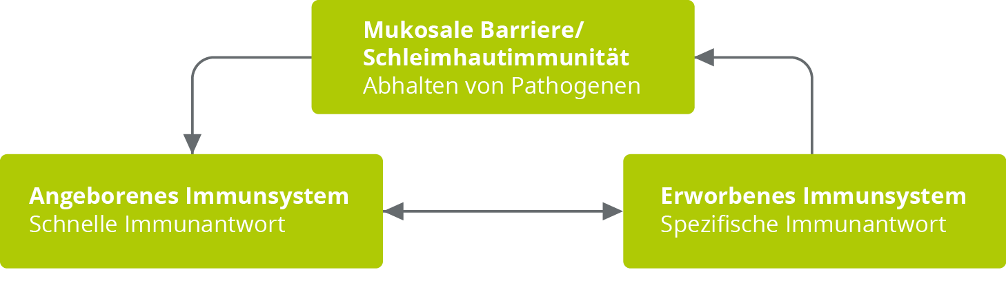 Die drei Abwehrebenen - angeborenes und erworbenes Immunsystem sowie die Schleimh&auml;ute - bilden zusammen ein Team f&uuml;r eine starke Abwehrkraft