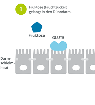 Fruktoseverdauung_oder_Fruktosemalabsorption