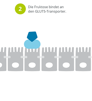 Fruktoseverdauung_oder_Fruktosemalabsorption