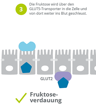 Fruktoseverdauung_oder_Fruktosemalabsorption
