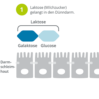 Laktoseverdauung_oder_Laktoseintoleranz
