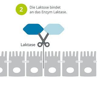 Laktoseverdauung_oder_Laktoseintoleranz