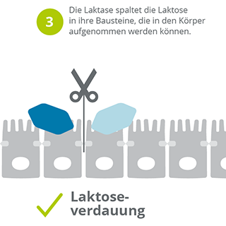 Laktoseverdauung_oder_Laktoseintoleranz