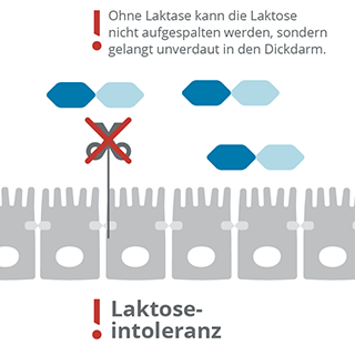 Laktoseverdauung_oder_Laktoseintoleranz