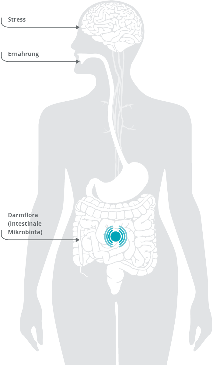 Eine ver&auml;nderte Darmflora (intestinale Mikrobiota) ist beim Reizdarmsyndrom zu beobachten. Zudem beeinflussen die Ern&auml;hrung sowie Stress den Darm und damit das pers&ouml;nliche Wohlbefinden der Betroffenen.