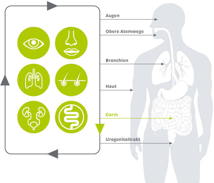 Alle Schleimh&auml;ute stehen miteinander in Verbindung. 