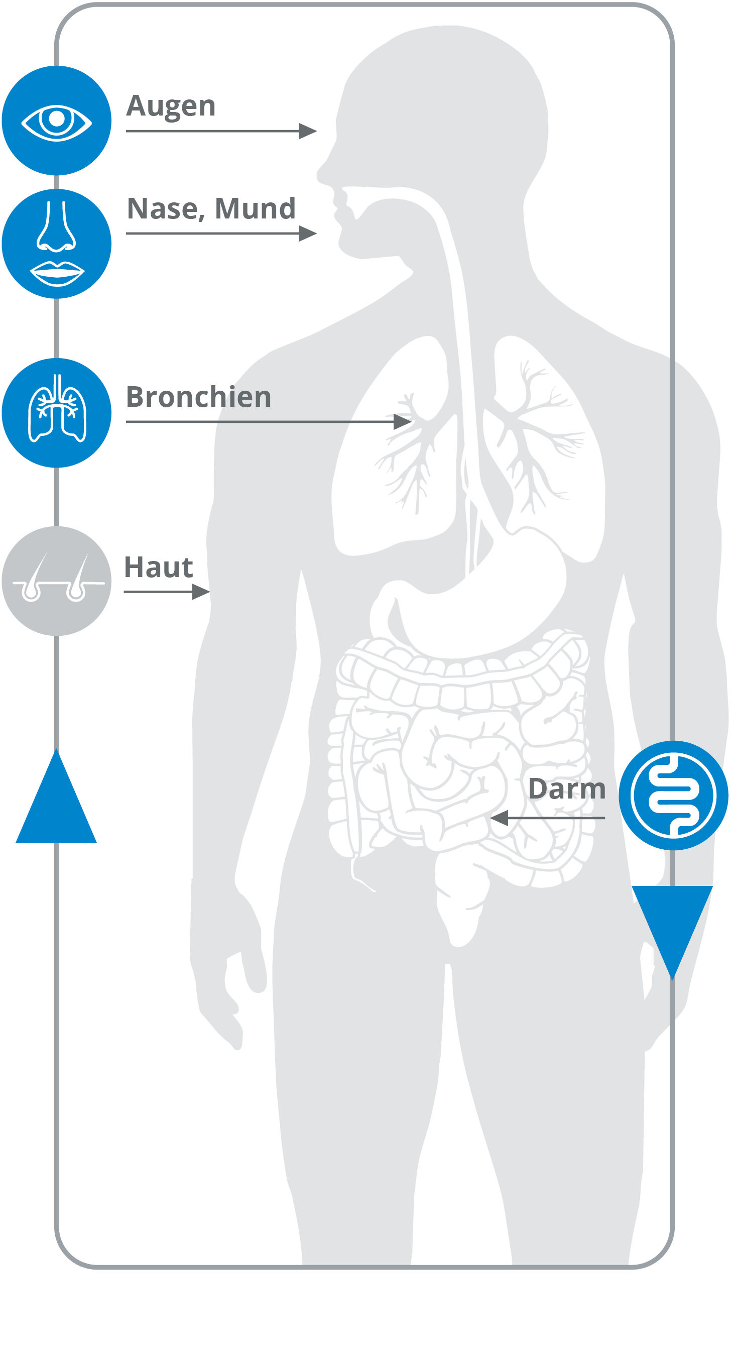 Der Darm ist mit allen Schleimh&auml;uten des K&ouml;rpers verbunden