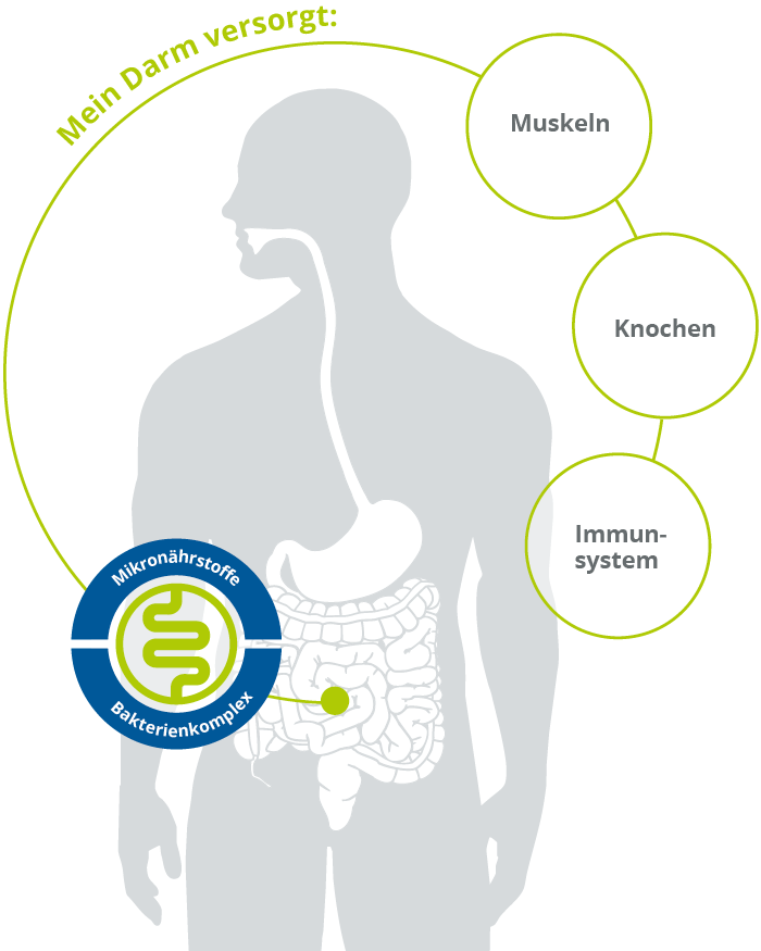 Der Darm als Energielieferant f&uuml;r Muskeln und Immunsystem