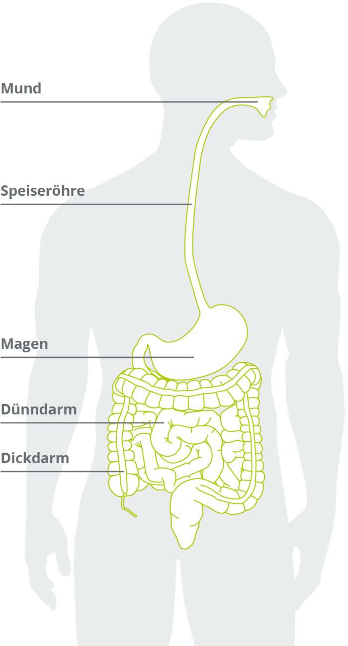 Aufbau des Verdauungstrakts 