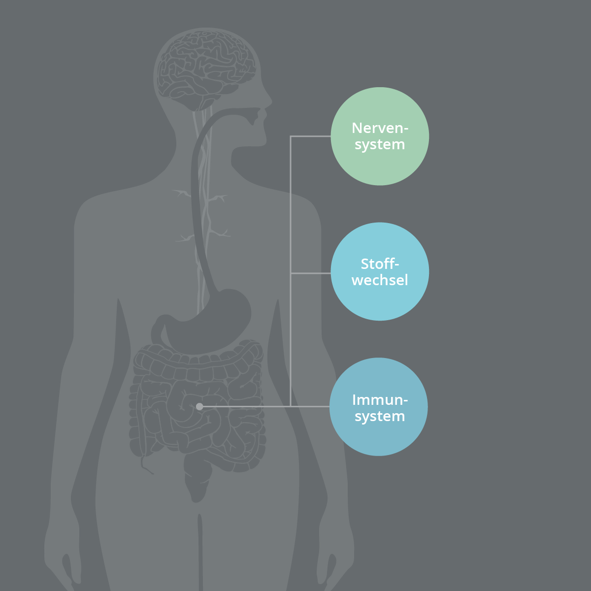 Bedeutung des Darms für die Gesundheit