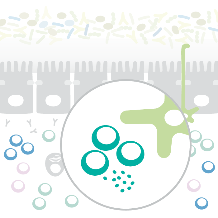 3. Schutzebene des Darms: Darm-assoziiertes Immunsystem