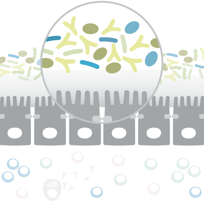 1. Schutzebene des Darms: Darmflora