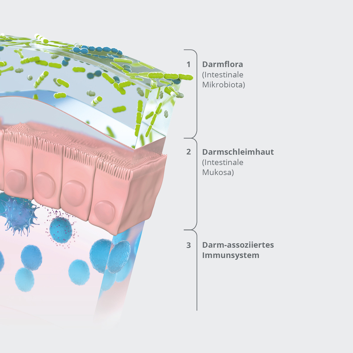 Schutzebenen des Darms