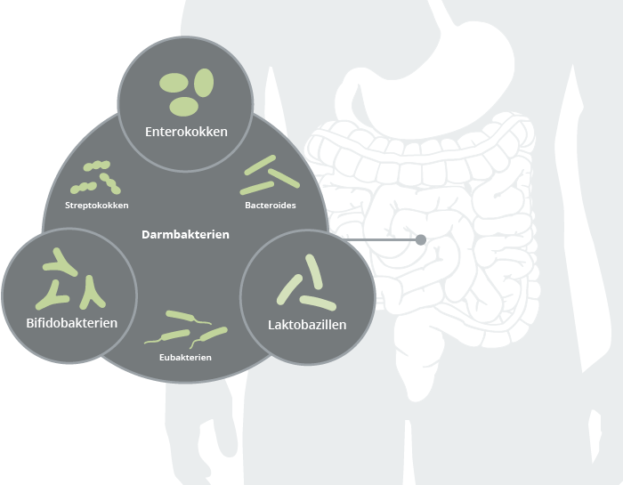 Eine gesunde Darmflora zeichnet sich durch eine hohe Vielfalt an Darmbakterien aus.