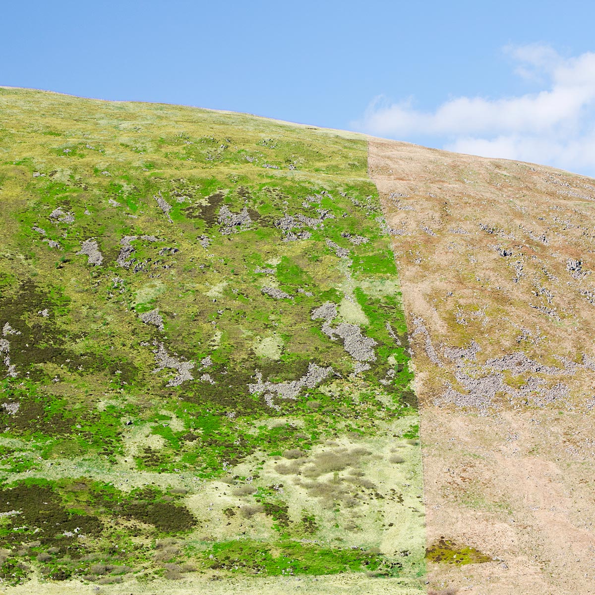 Grüne Landschaft versus Dürre