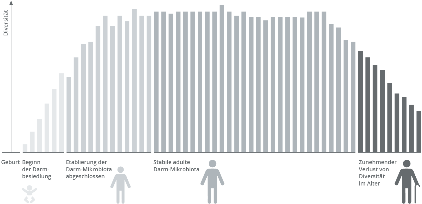 Entwicklung der Darmflora &ndash; Von der Geburt bis ins Alter