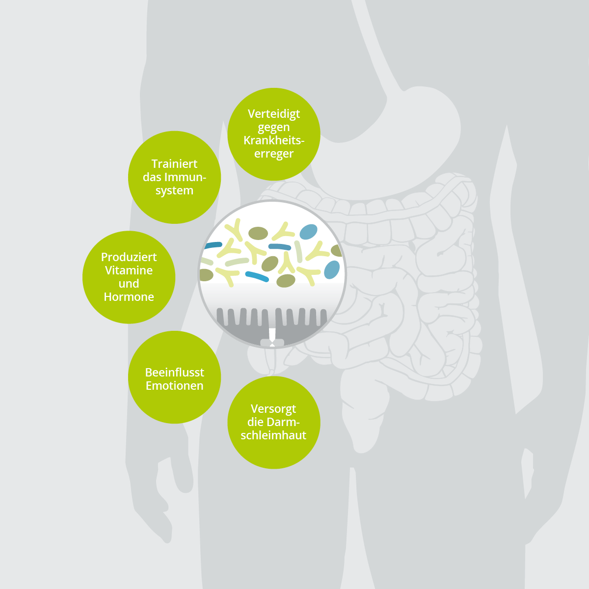 Funktionen der Darmflora