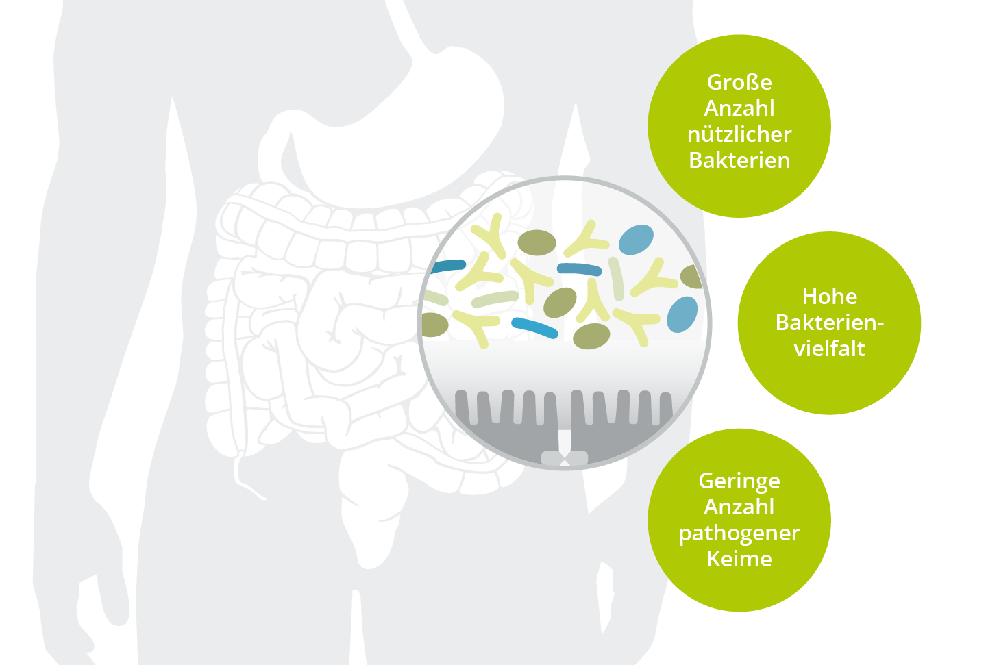 Kennzeichen einer gesunden Darmflora