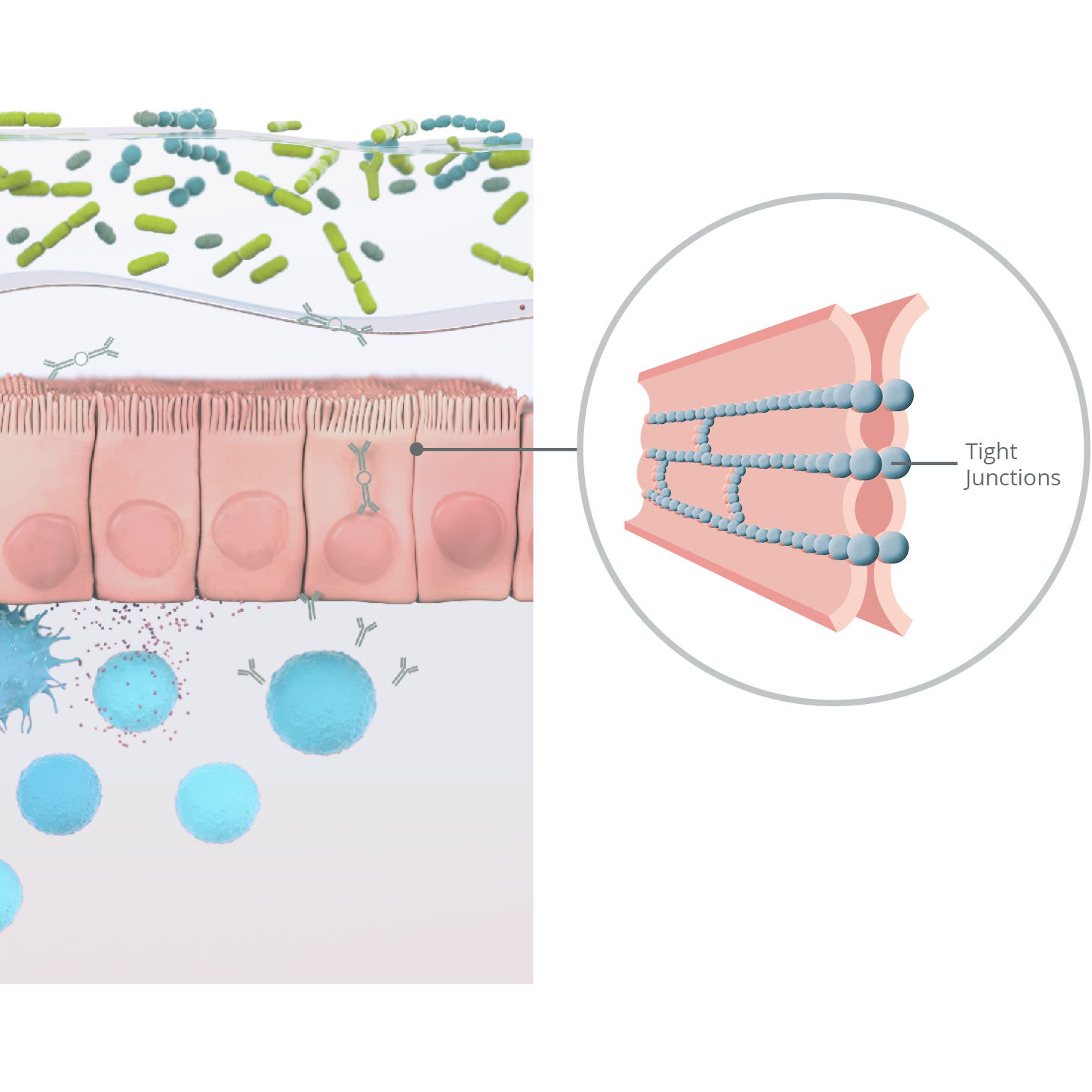 Darmbarriere mit Tight Junctions