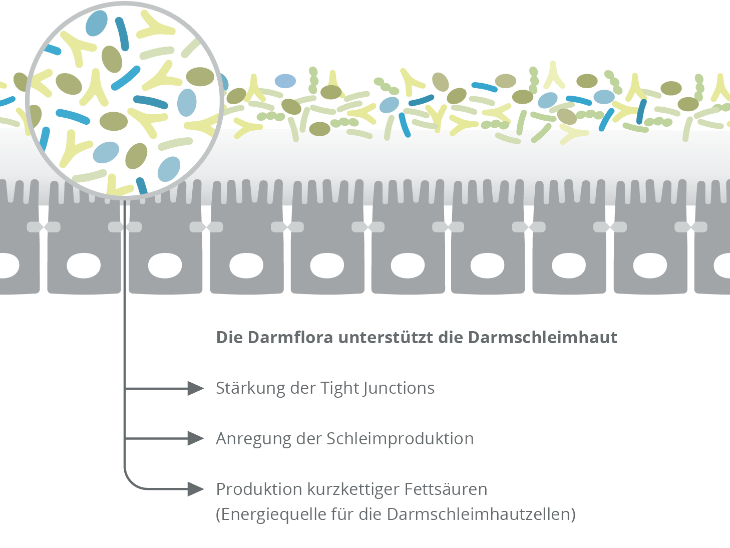 Positiver Einfluss der Darmflora auf die Darmschleimhaut