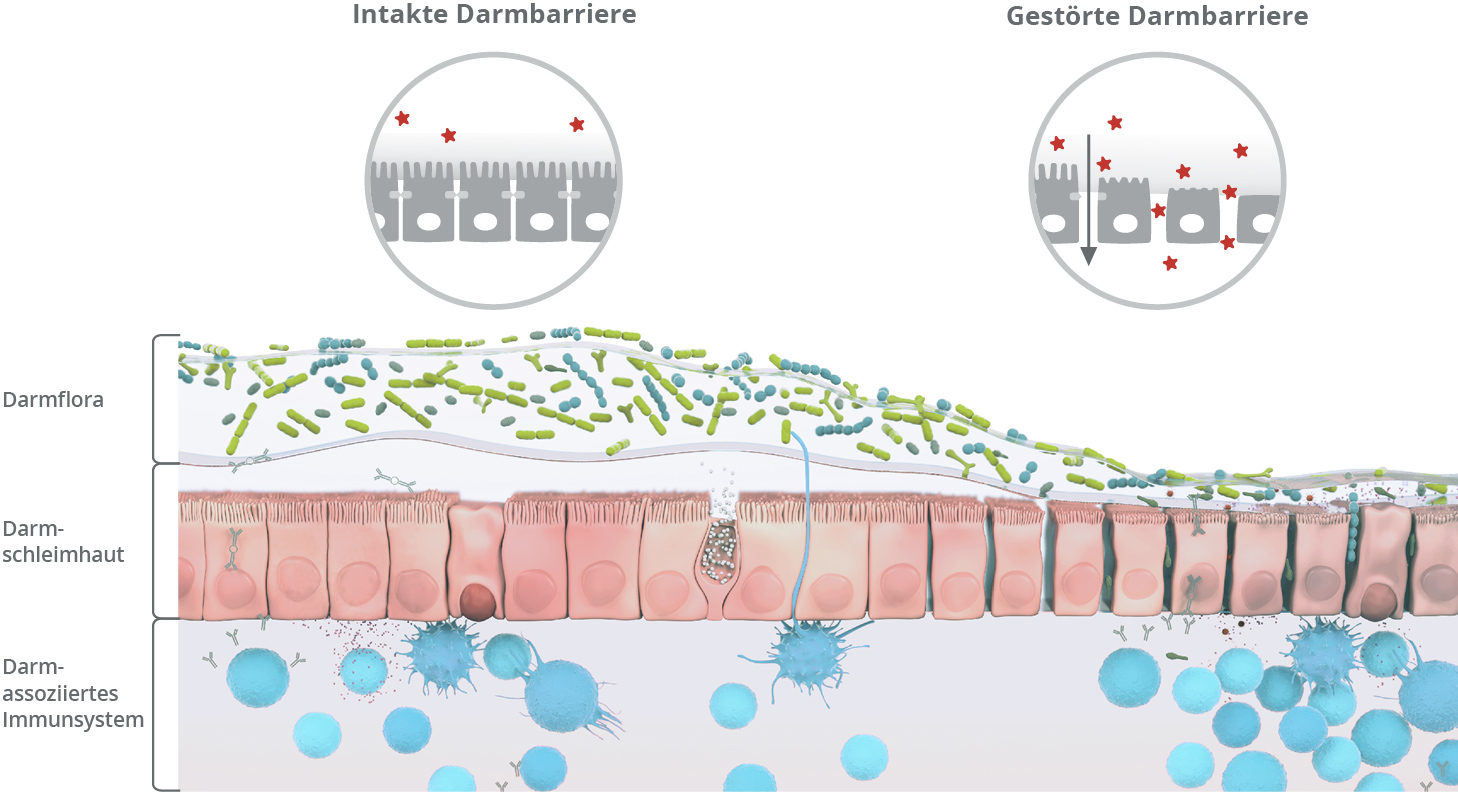 Intakte vs. gest&ouml;rte Darmbarriere