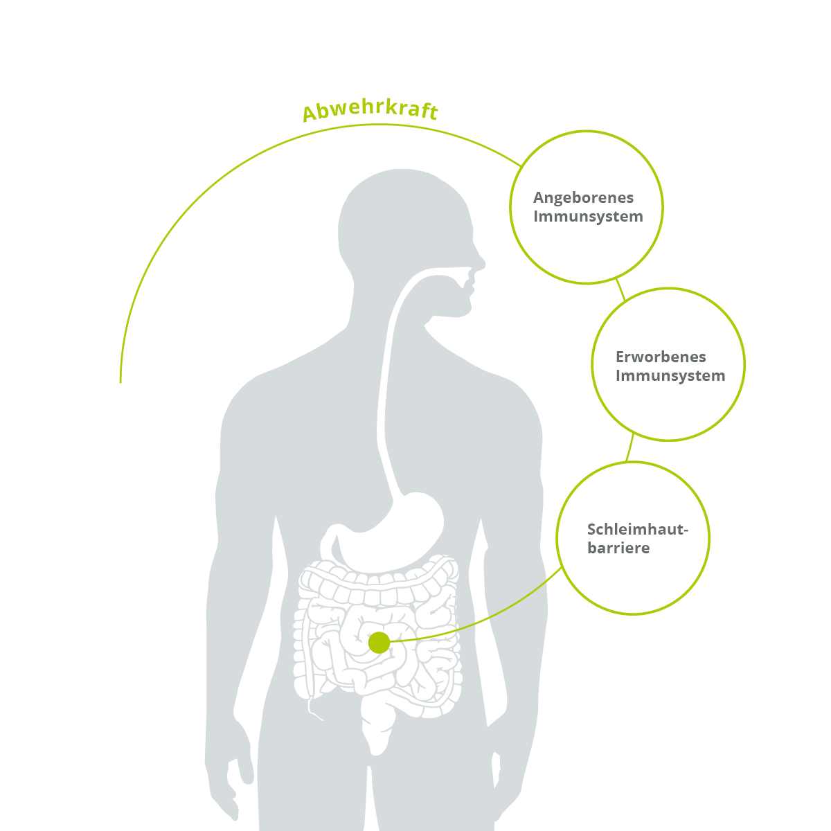 Abbildung einer Silouhette mit stilisiertem Darm mit den Stichworten Schleimhautbarriere, erworbenes und angeborenes Immunsystem