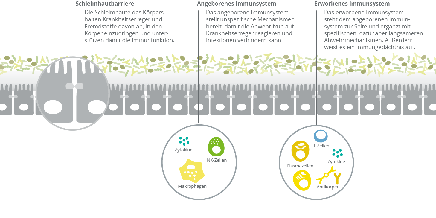 Die drei Abwehrebenen