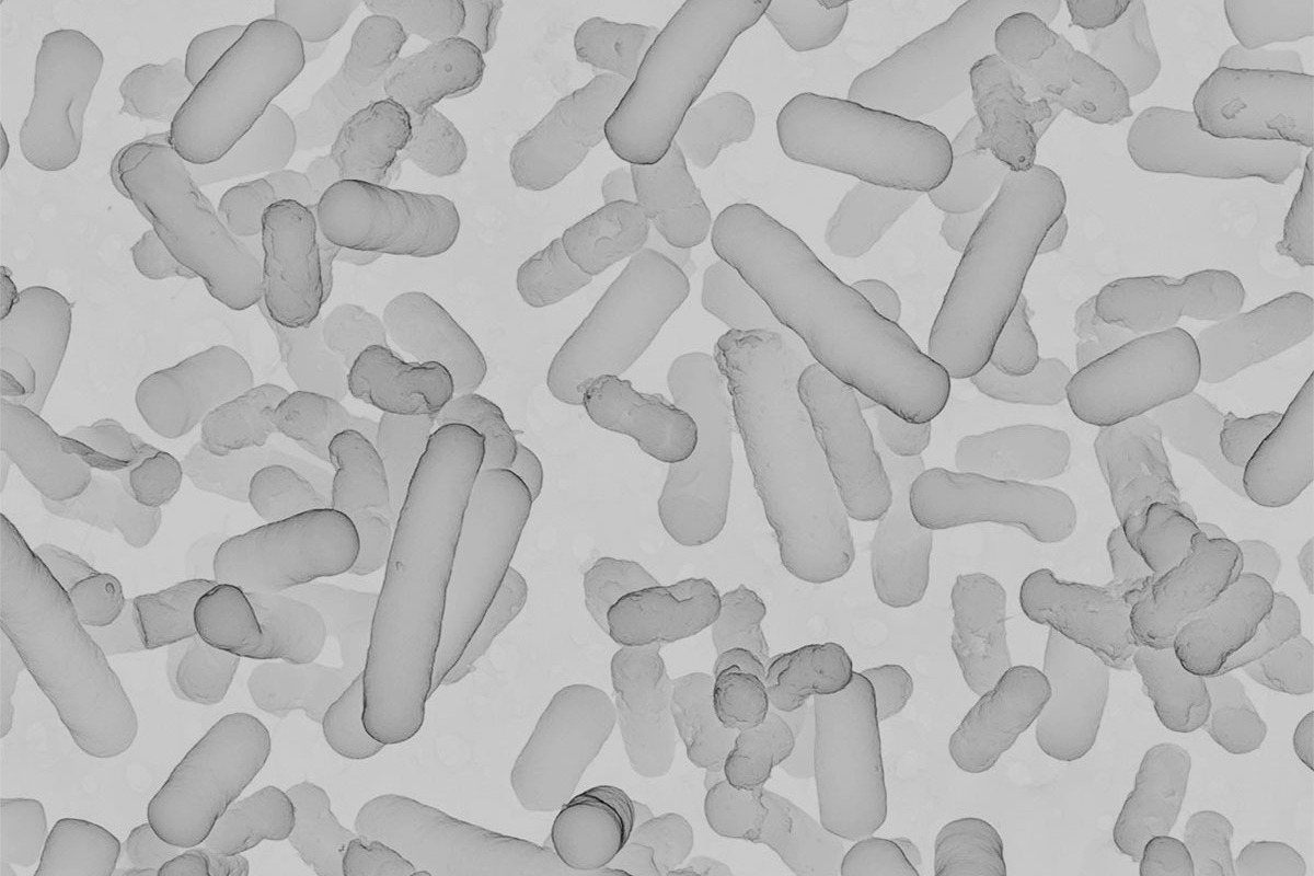 Probiotika Laktobazillen