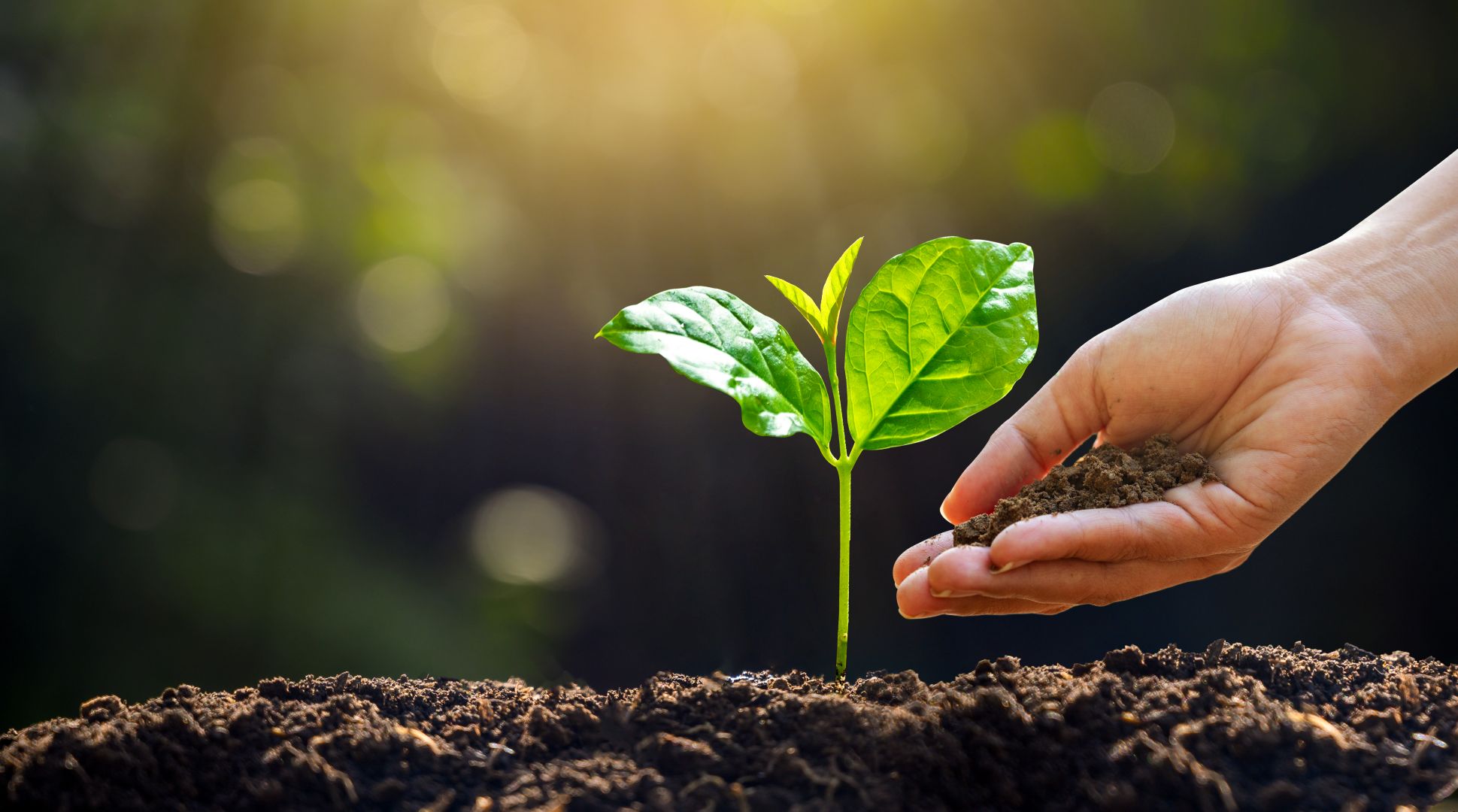 Probiotika und Präbiotika: Ein starkes Team für deine Darmgesundheit