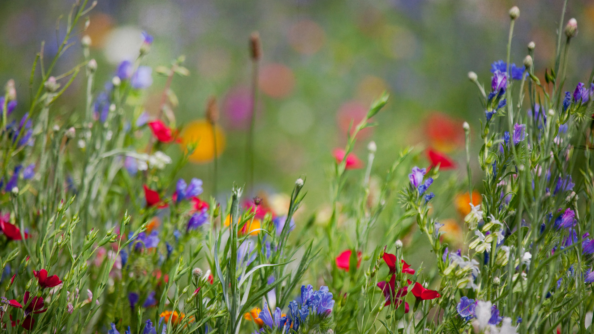 Vielfältige Blumenwiese