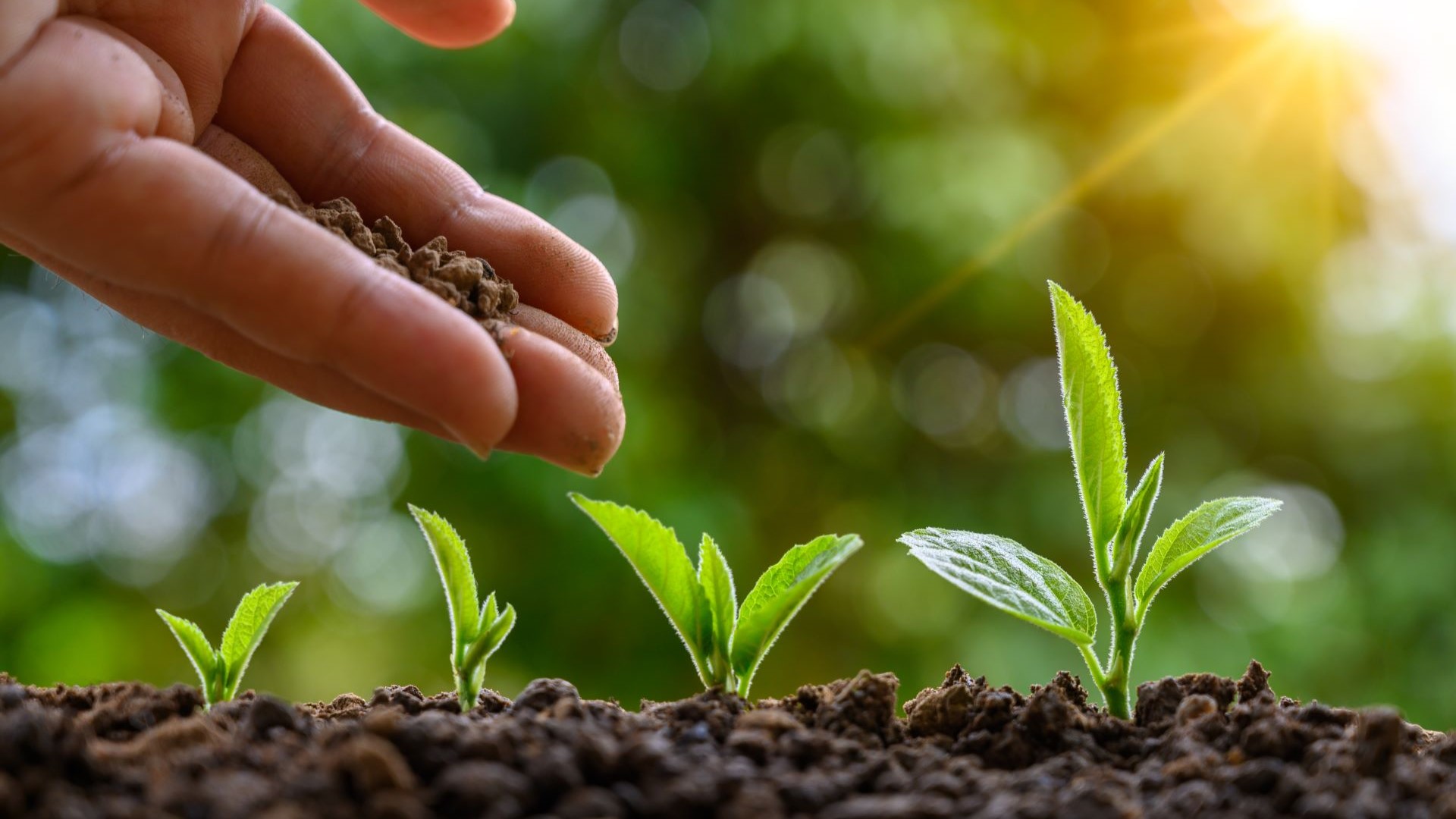 Samen sprießen aus der Erde