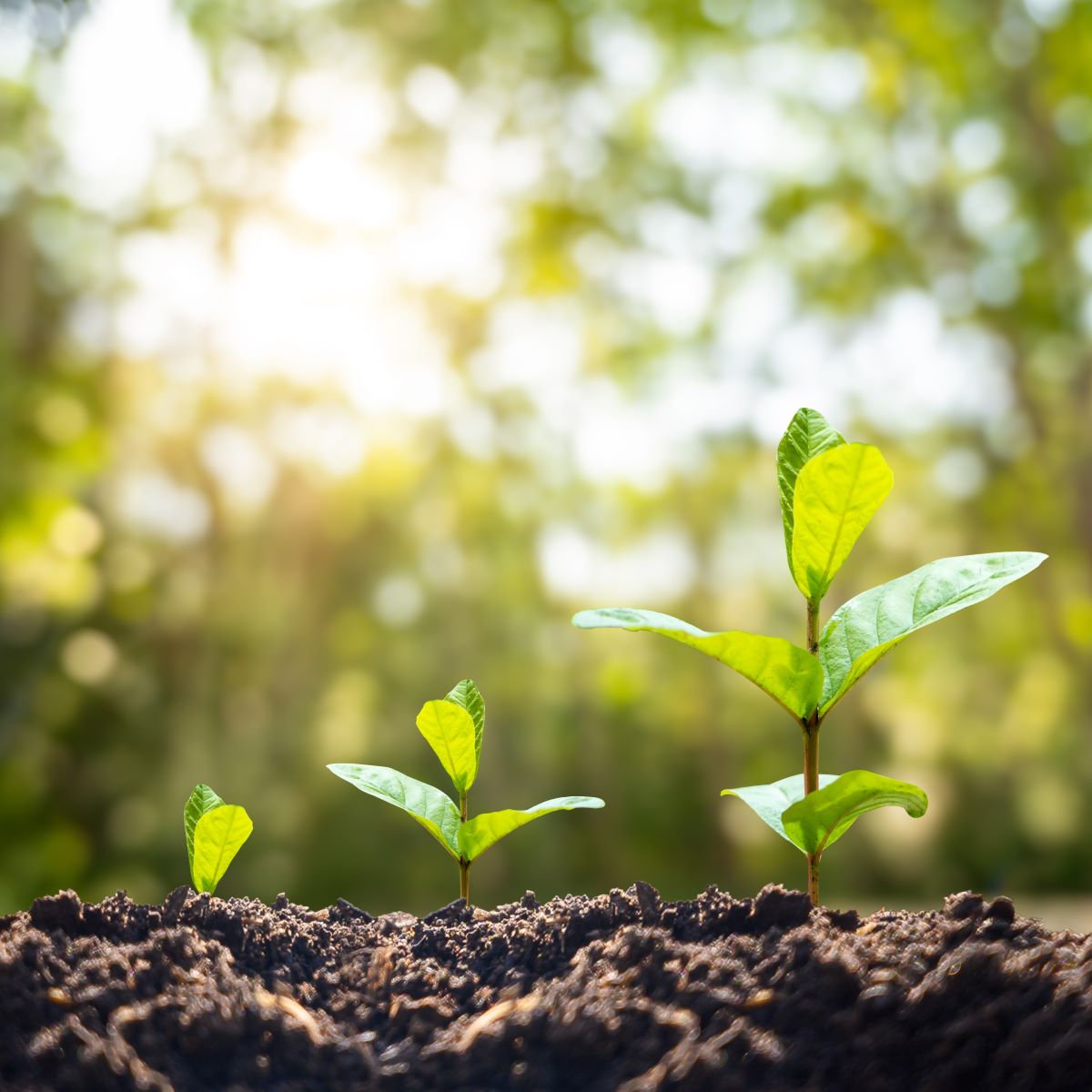 Samen sprießen aus der Erde