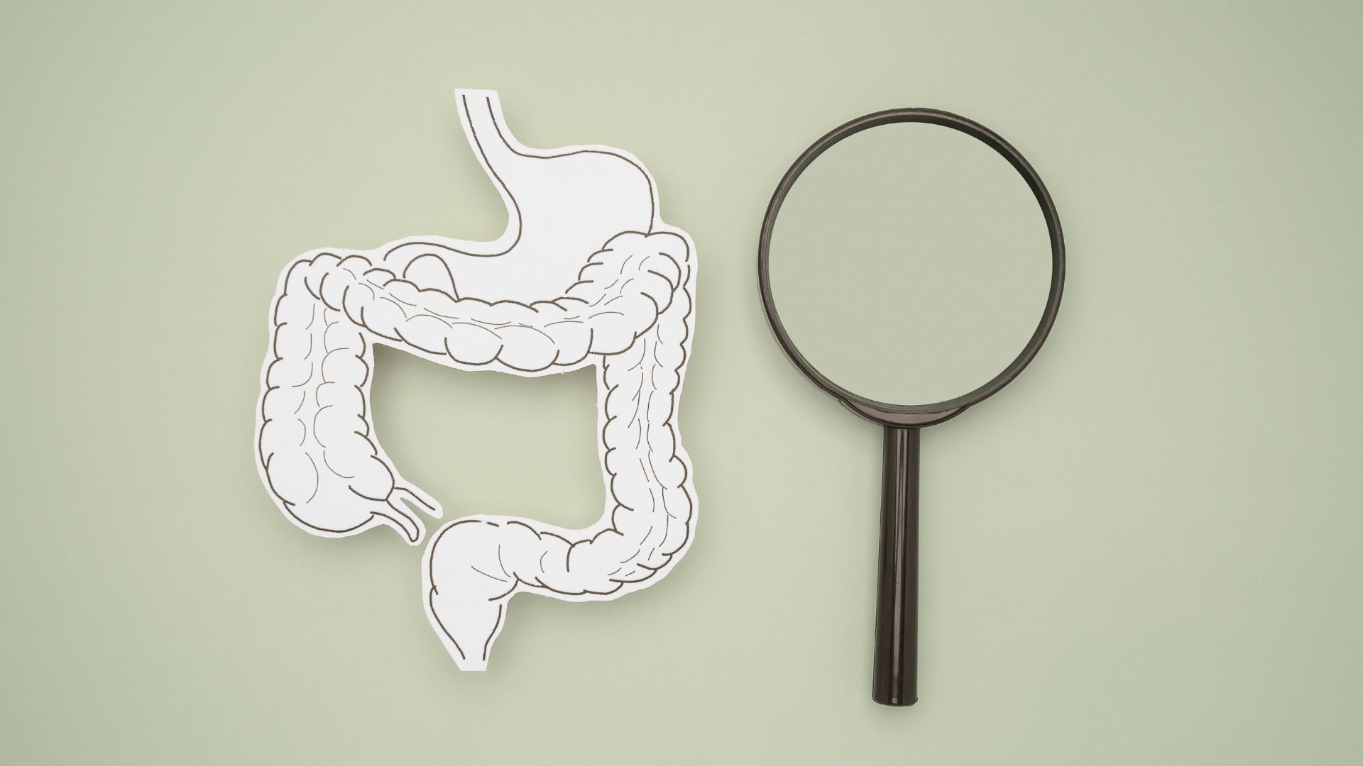 Lupe liegt neben einem gezeichneten Darm